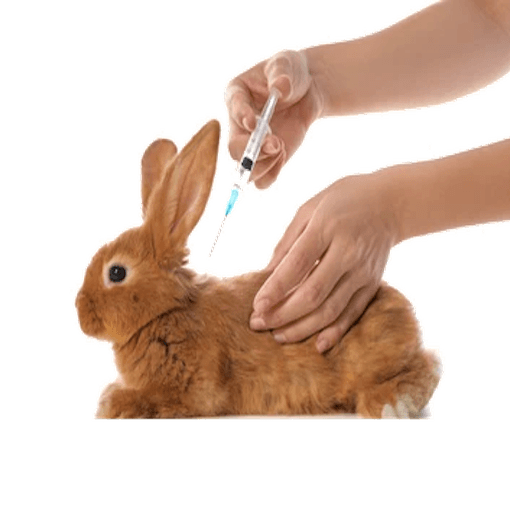 Rabbit Vaccination